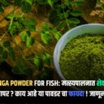 Moringa Powder For Fish